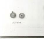 Click for 1 image(s) for this accession. FRUIT